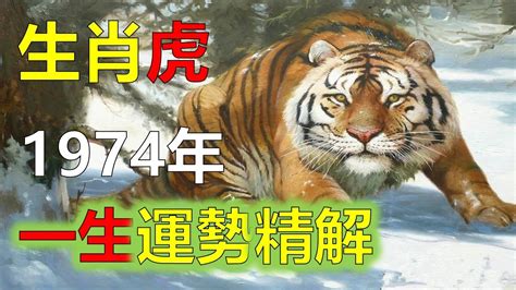 1974屬虎|1974年屬虎人必看！49歲運勢大揭秘！事業、財富、感情、健康。